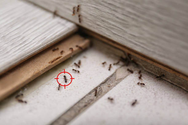 Best Spider Control Near Me  in Plymouth, IN