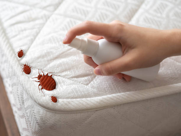 Best Spider Control Near Me  in Plymouth, IN