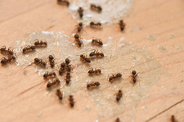 Best Wasp Removal Services  in Plymouth, IN